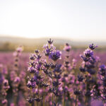 uprawa lawendy